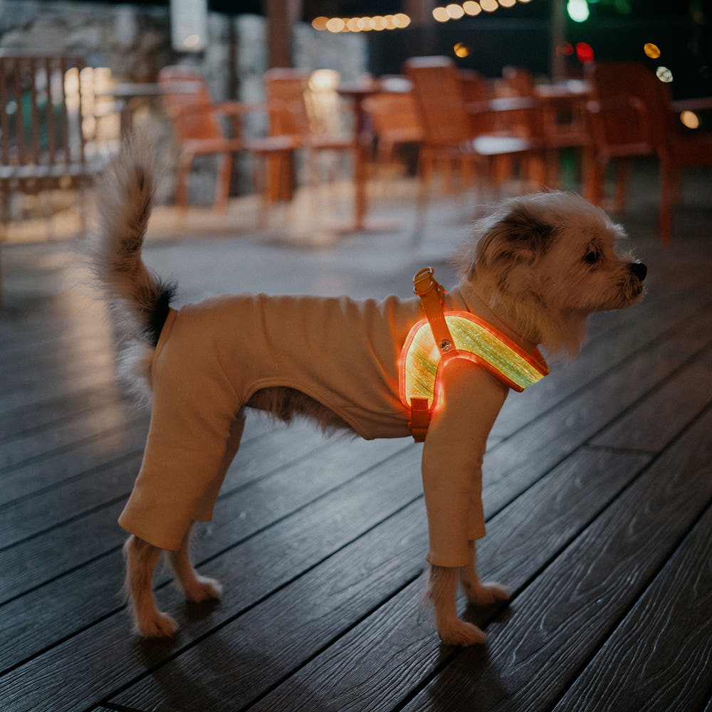 LED Dog Leash No Waves, No Heat, Just Light Night Walks Shouldn’t Be Dangerous.