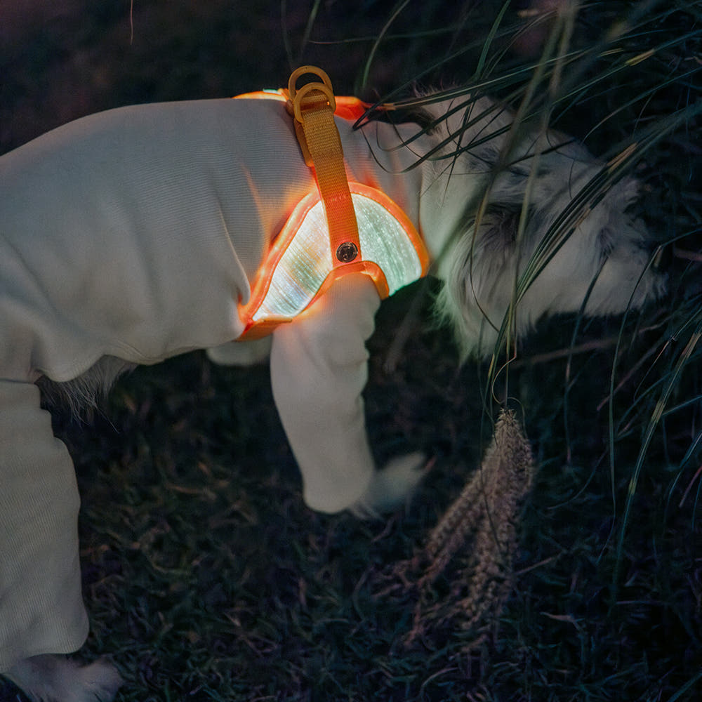 LED Dog Leash No Waves, No Heat, Just Light Night Walks Shouldn’t Be Dangerous.