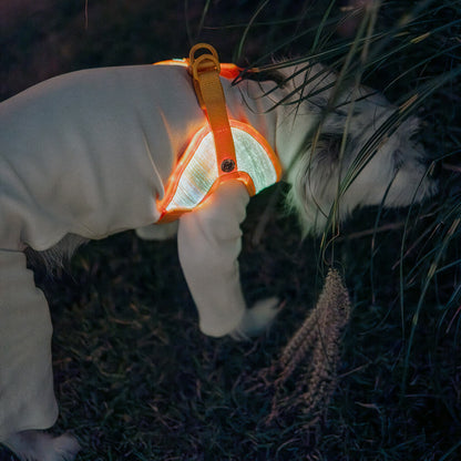 LED Dog Leash No Waves, No Heat, Just Light Night Walks Shouldn’t Be Dangerous.