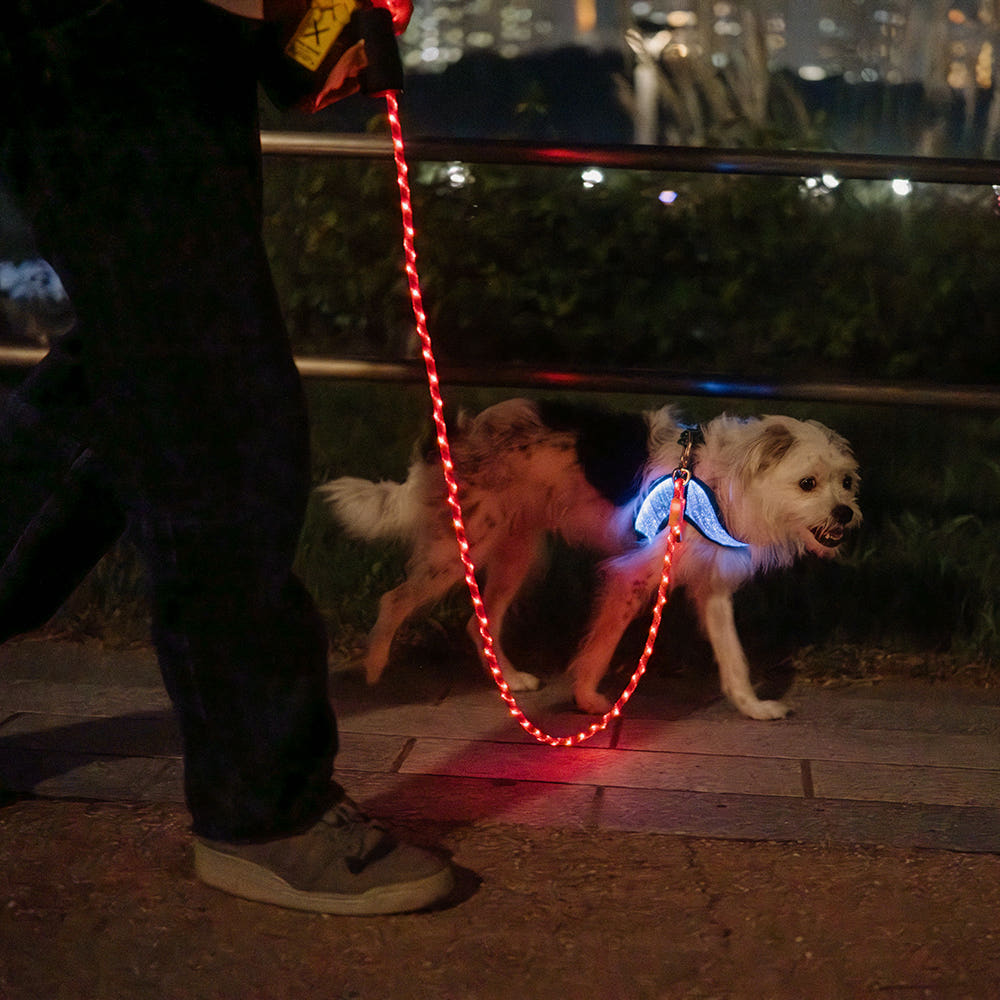 LED Dog Leash No Waves, No Heat, Just Light Night Walks Shouldn’t Be Dangerous.