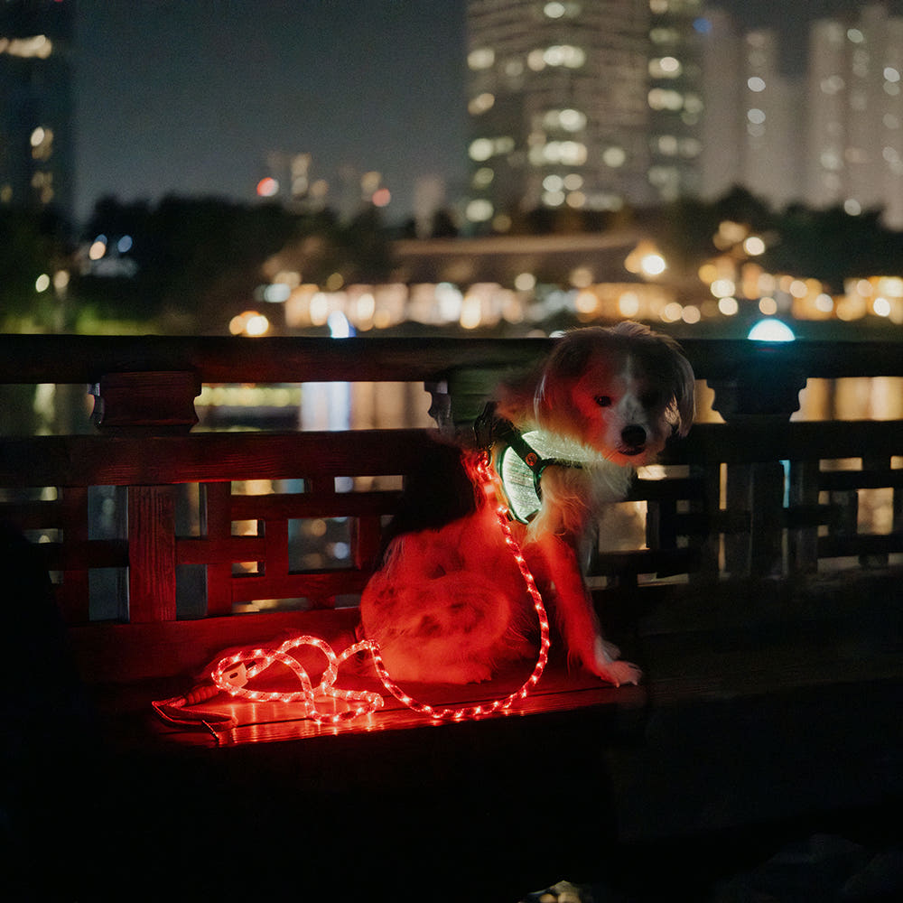 LED Dog Leash No Waves, No Heat, Just Light Night Walks Shouldn’t Be Dangerous.