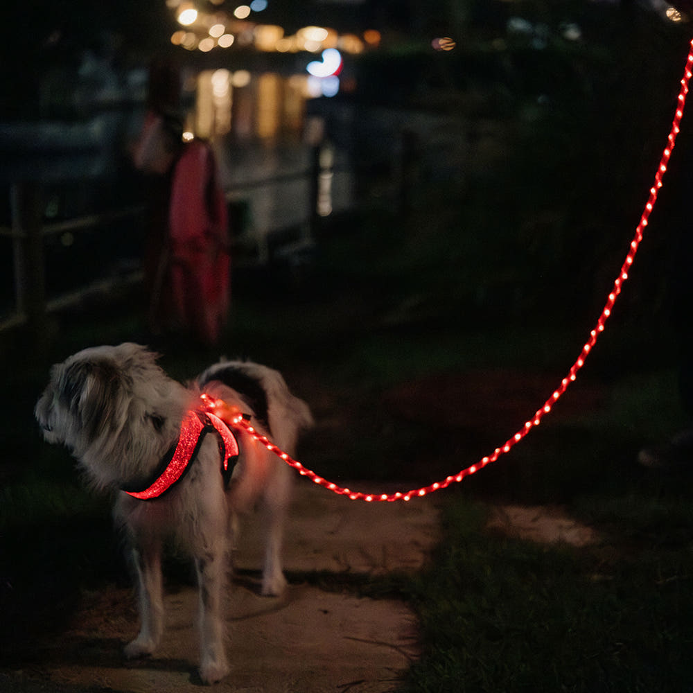 LED Dog Leash No Waves, No Heat, Just Light Night Walks Shouldn’t Be Dangerous.