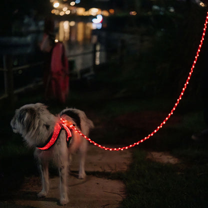 LED Dog Leash No Waves, No Heat, Just Light Night Walks Shouldn’t Be Dangerous.